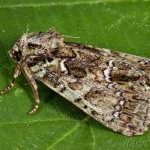 Polyphaenis sericata - Sivkavec svíbový 23-27-17