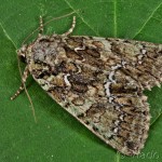 Polyphaenis sericata - Sivkavec svíbový 23-29-02
