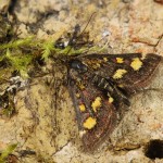 Pyrausta purpuralis - Vijačka purpurová 18-44-19