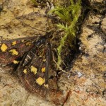 Pyrausta purpuralis - Vijačka purpurová 18-45-31