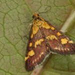 Pyrausta purpuralis - Vijačka purpurová 21-23-54