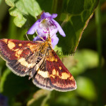 Pyrausta purpuralis - Vijačka purpurová IMG_2577