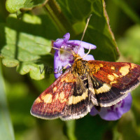 Pyrausta purpuralis - Vijačka purpurová IMG_2580