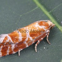 Rhyacionia pinicolana - Obaľovač sosnový 120132