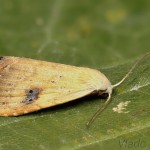 Rivula sericealis - Pamora trávová 20-08-29.jpg