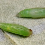 Rivula sericealis - Pamora trávová 20-55-02.jpg