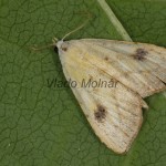 Rivula sericealis - Pamora trávová 21-17-57
