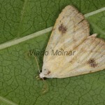 Rivula sericealis - Pamora trávová 21-18-33