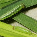 Rivula sericealis - Pamora trávová 21-35-27.jpg