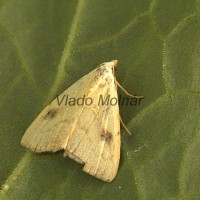 Rivula sericealis - Pamora trávová 4595-4605