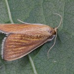 Sclerocona acutella - Vijačka hrotitá 143012