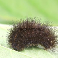 Spilosoma urticae - Spriadač žihľavový 093317