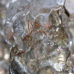 Stratenský kaňon - zakliate v ľade IMG_3937