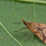 Synaphe punctalis - Vijačka machová 133133