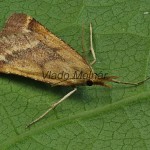 Synaphe punctalis - Vijačka machová 204417