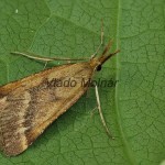 Synaphe punctalis - Vijačka machová 204804