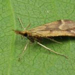 Synaphe punctalis - Vijačka machová 205123