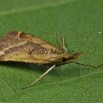 Synaphe punctalis - Vijačka machová 205434