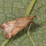 Synaphe punctalis - Vijačka machová 22-44-56