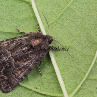 Thalpophila matura - Sivkavec travinový 100953