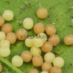 Thalpophila matura - Sivkavec travinový 14-51-46