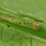 Thalpophila matura - Sivkavec travinový 18-55-07