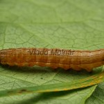Thalpophila matura - Sivkavec travinový 19-40-01