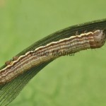Thalpophila matura - Sivkavec travinový 21-16-01