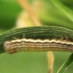 Thalpophila matura - Sivkavec travinový 21-17-31