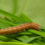 Thalpophila matura - Sivkavec travinový IMG_1628