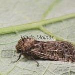 Tholera decimalis - Mora mätonohová 210302