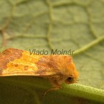 Tiliacea aurago - Mora zlatožltá 00000008