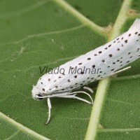 Yponomeuta evonymella - Priadzovec čremchový 203237