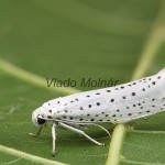 Yponomeuta evonymella - Priadzovec čremchový 205626