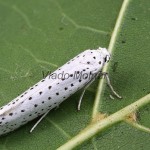 Yponomeuta evonymella - Priadzovec čremchový 210302