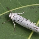 Yponomeuta evonymella - Priadzovec čremchový 223405