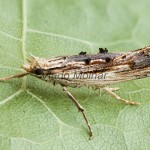 Ypsolopha scabrella - Molička hrušková 192840