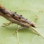 Ypsolopha scabrella - Molička hrušková 193149