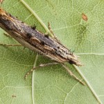 Ypsolopha scabrella - Molička hrušková 193341