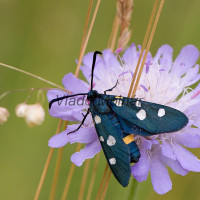 Zygaena ephialtes - Vretienka ranostajová IMG_0053