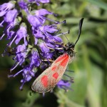 Zygaena loti - Vretienka kozincová IMG_2362