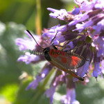 Zygaena loti - Vretienka kozincová IMG_4545