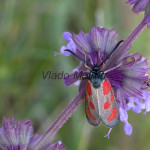 Zygaena loti - Vretienka kozincová IMG_4547