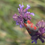 Zygaena loti - Vretienka kozincová IMG_4550