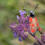 Zygaena loti - Vretienka kozincová IMG_4551