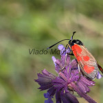 Zygaena loti - Vretienka kozincová IMG_4553