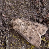 Agrotis cf clavis - Siatica kôrošedá 221658