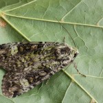 Anaplectoides prasina - Mora trávová 185129