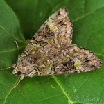 Anaplectoides prasina - Mora trávová 21-44-53