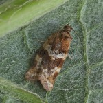 Argyrotaenia ljungiana cf - Obaľovač Ljungov 200005